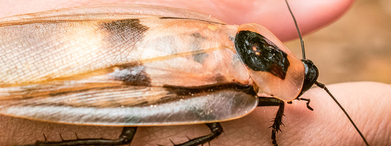 BarataCabeca1