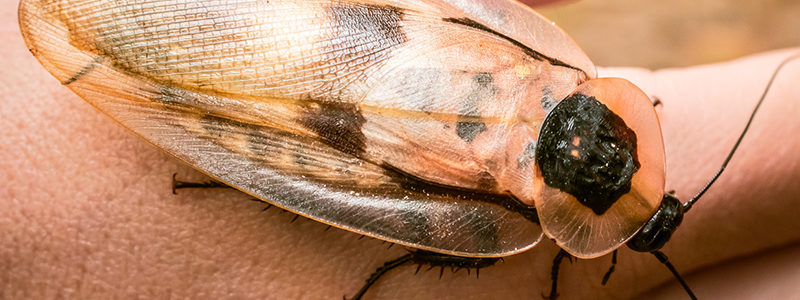 Barata-cabeça-da-morte – Planeta Inseto