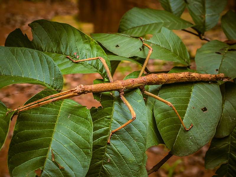 Bicho-pau: características, camuflagem, reprodução - Biologia Net