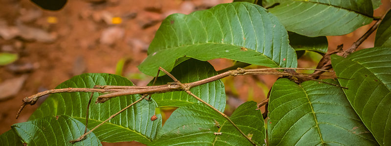 Bicho-Pau - Insetos - InfoEscola