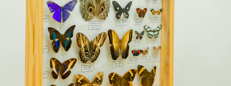 biodiversidade1 biodiversidade1