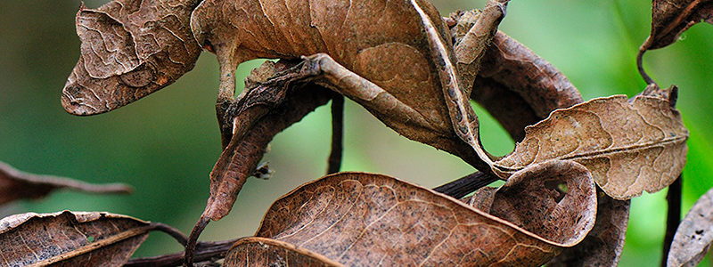 camuflagem1 camuflagem1