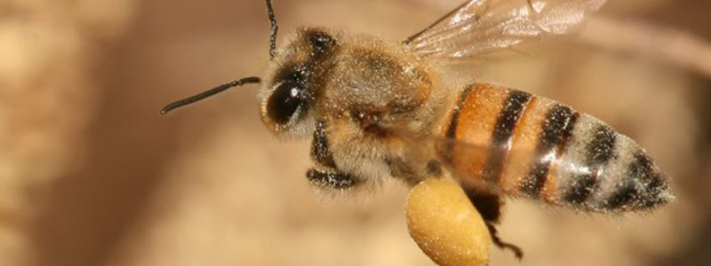 abelha_europeia1