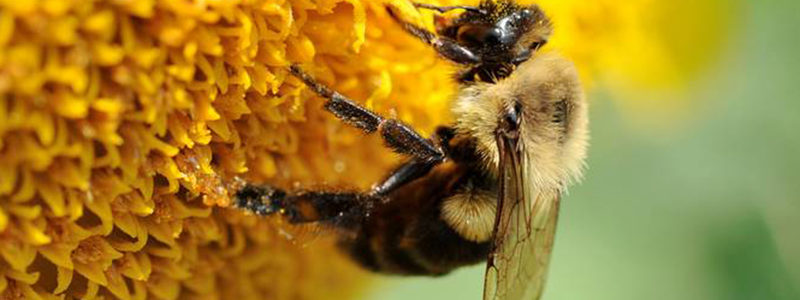 abelha_europeia2