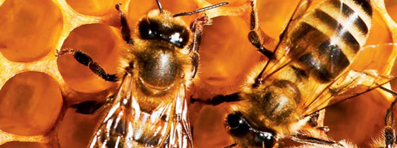 abelha_europeia3