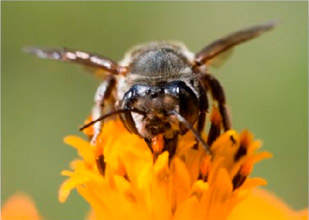 abelha_insetos