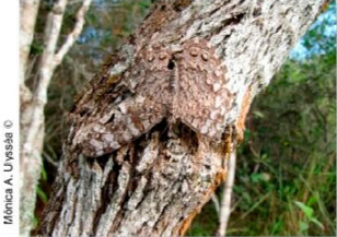 camuflagem_1