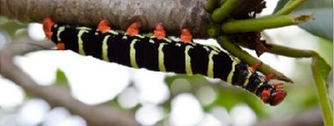lagarta_de_mariposa_diversidade