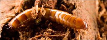 larva_de_besouro_diversidade