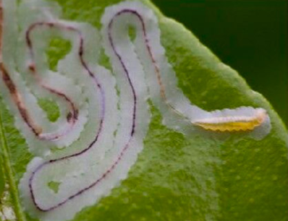 larva_mosca_diversidade