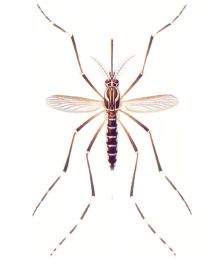 aedes_aegypti_foto