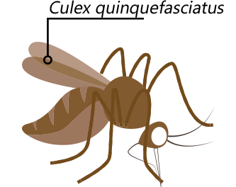 culex_desenho